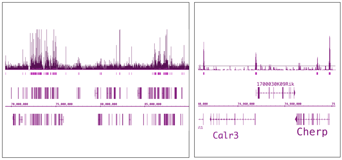 ChIP-Seq data of chromatin from T cells for OGT/O-GlcNAc transferase antibody